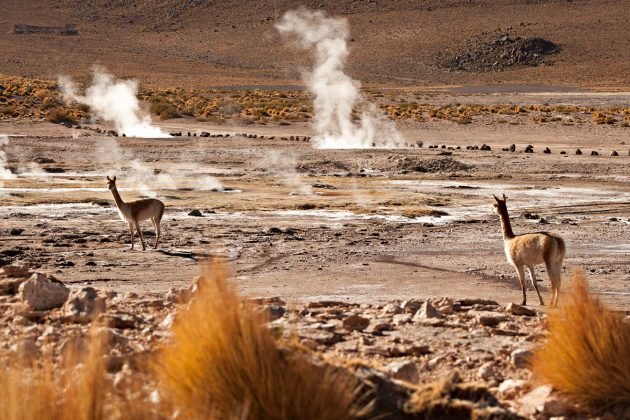 Guanacos, uma das espécies da região