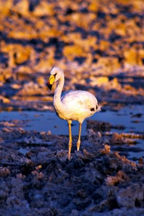 Flamingo no Salar de Atacama