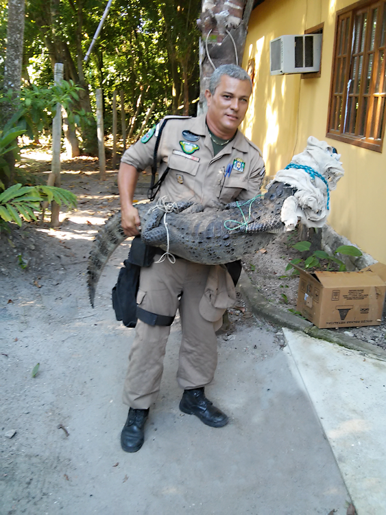 Animais silvestres como esse jacaré encontrado na zona oeste do Rio que se machucarem serão tratados no Cras / Foto: divulgação