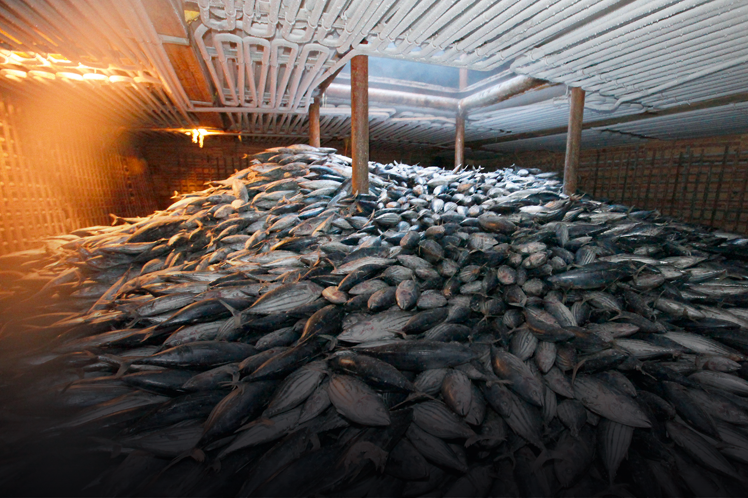 Para a FAO, cerca de 90% dos estoques de peixes já estão sendo superexplorados