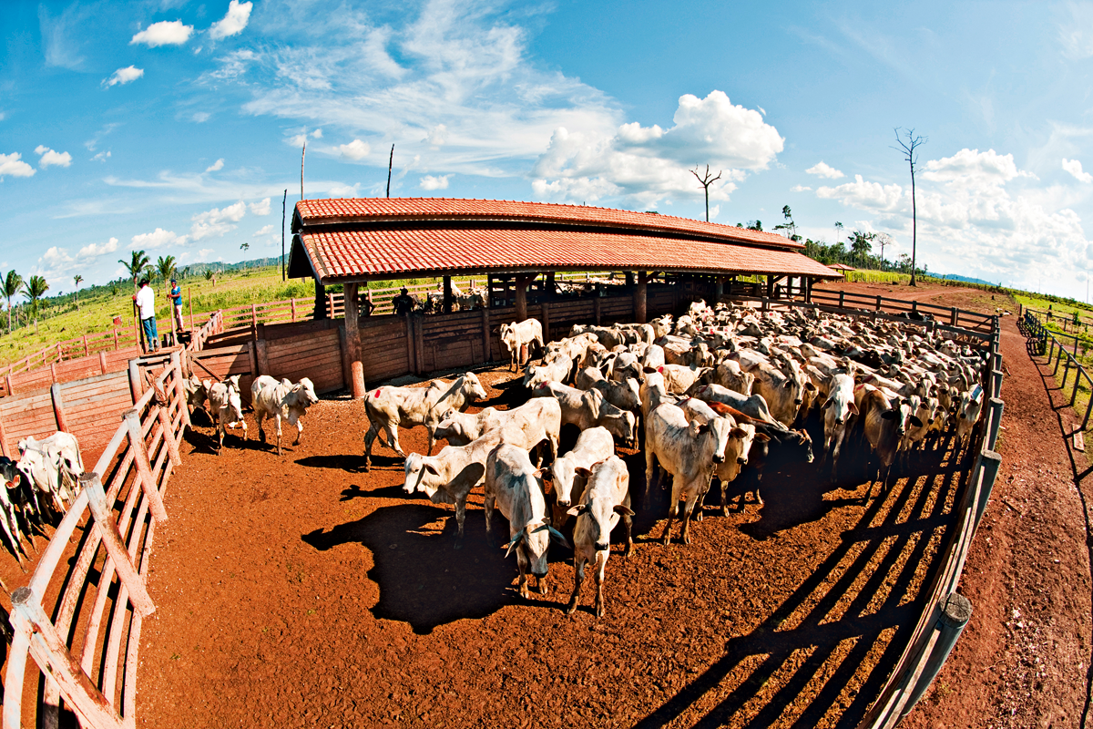 Criação de gado monitorada na Amazônia: garantia de procedência