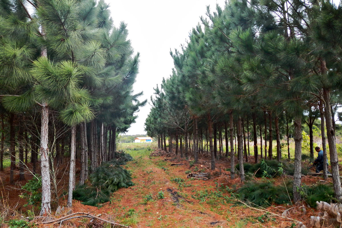 Floresta plantada em São Carlos (SP): o tamanho da área ocupada é importante / Foto: Divulgação