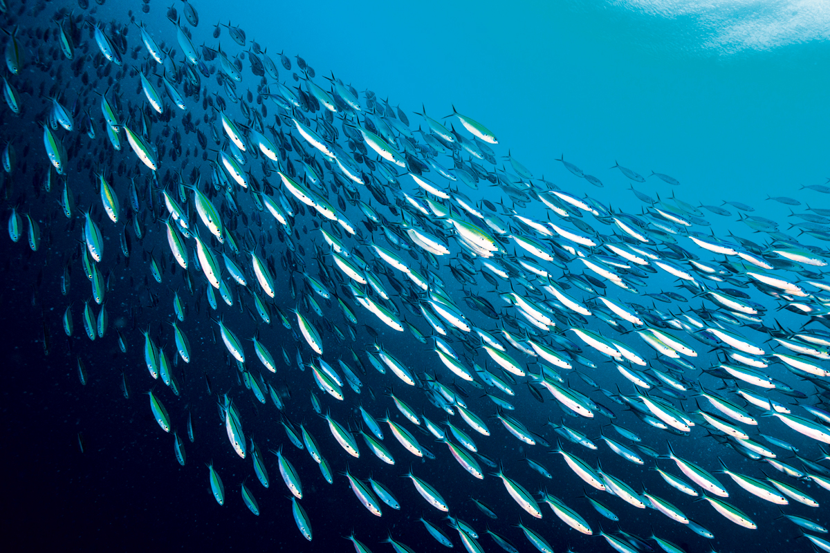 cardume de sardinhas, peixe que, no Atlântico Norte, já está migrando rumo ao polo em média 30 km por década