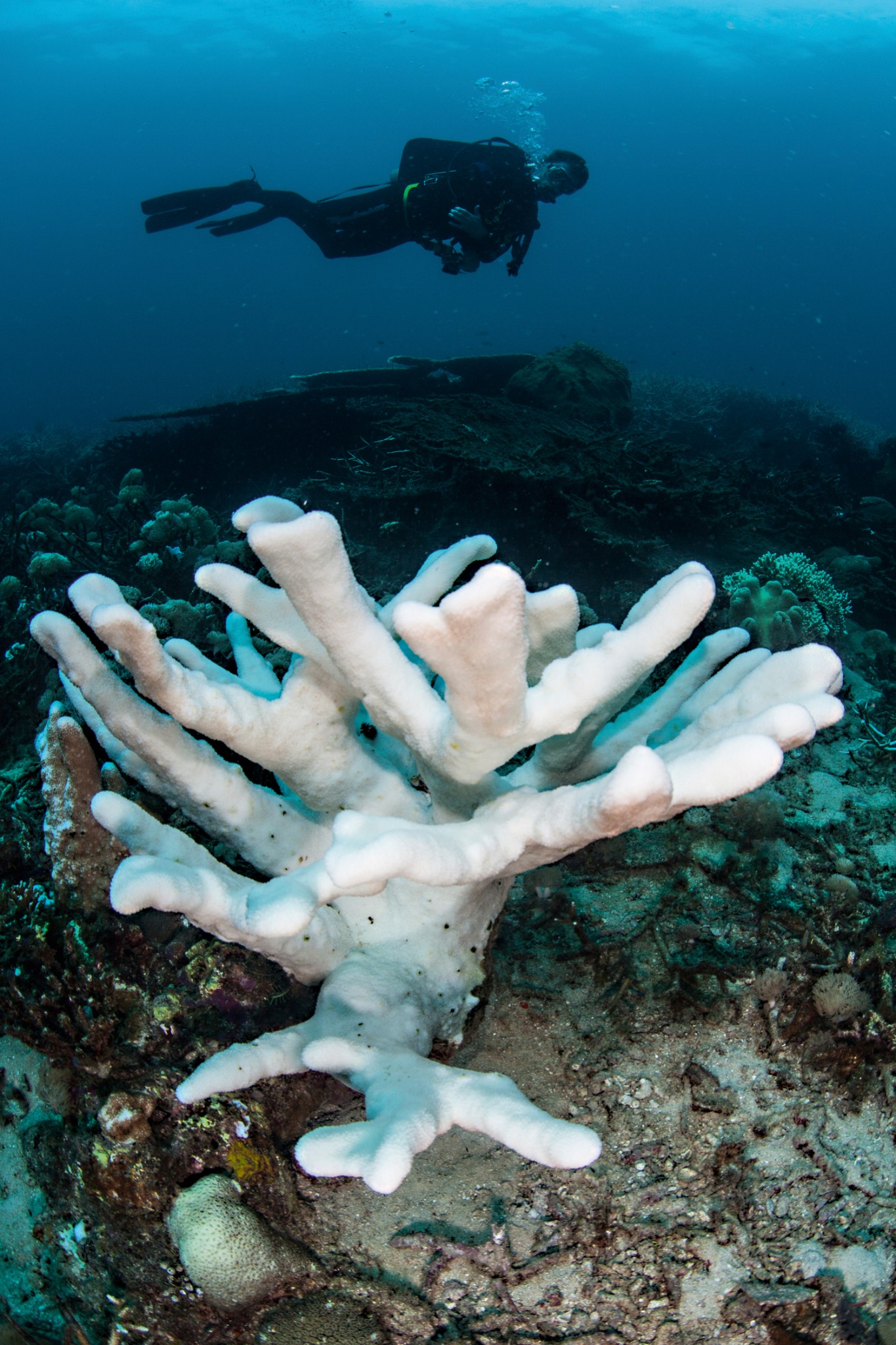 Coral branqueado por causa do aquecimento do oceano
