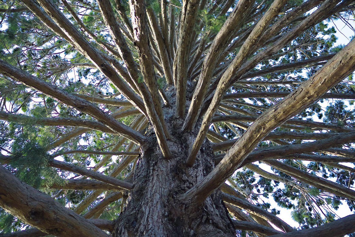 Sequoia-gigante em Queenstown, na Nova Zelândia (Foto: Divulgação)