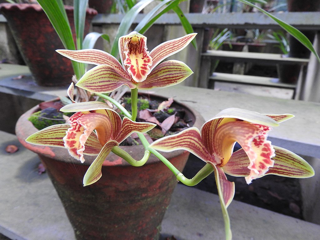 O segredo das orquídeas - ISTOÉ Independente
