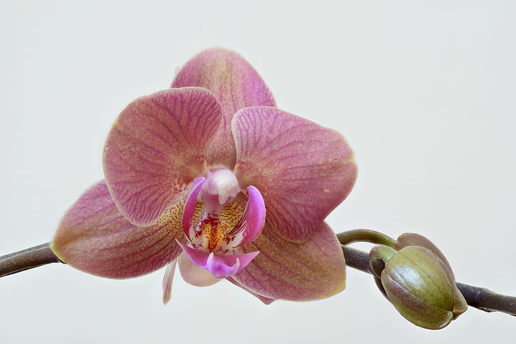 O segredo das orquídeas - ISTOÉ Independente