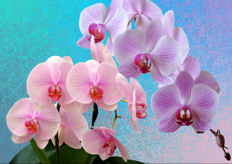 O segredo das orquídeas - Planeta
