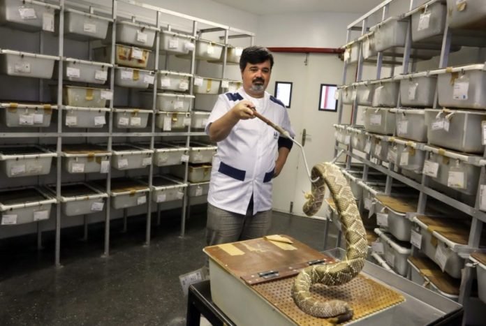 vitalbrasil