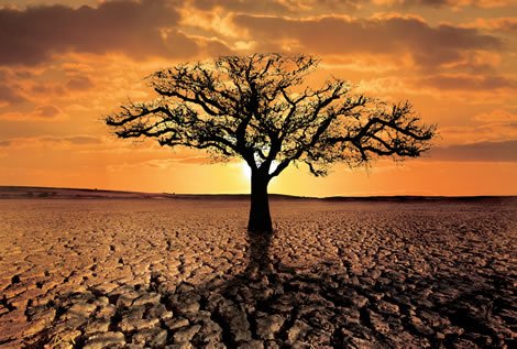 Resultado de imagem para fotos do nordeste e sua desertificação