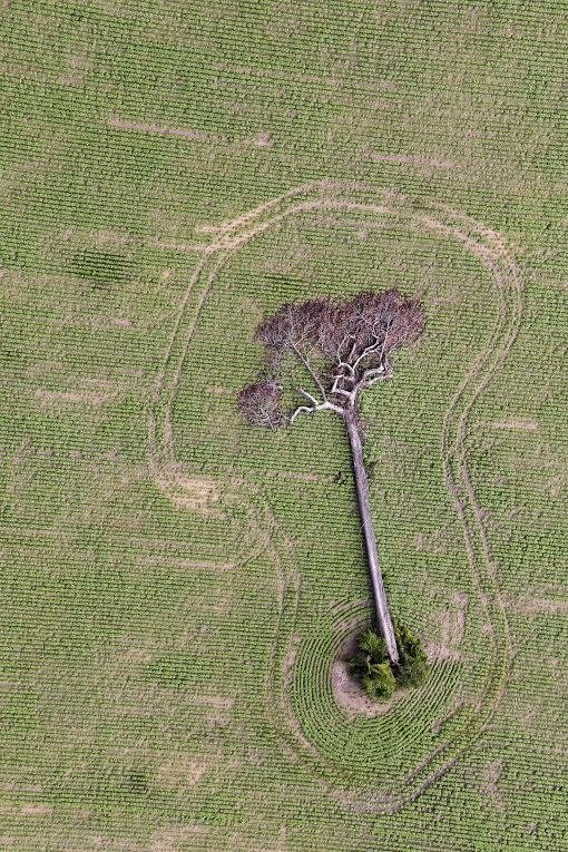 A afronta do desmatamento