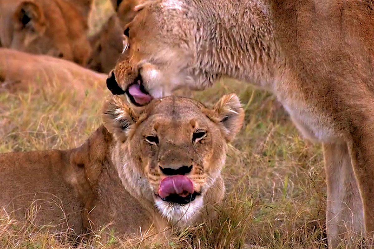 Leões na África: imagens de rara beleza compõem a série e o filme (Foto: Divulgação)