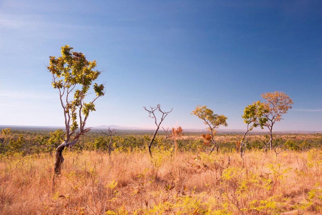 O Cerrado - a savana brasileira - está agonizando