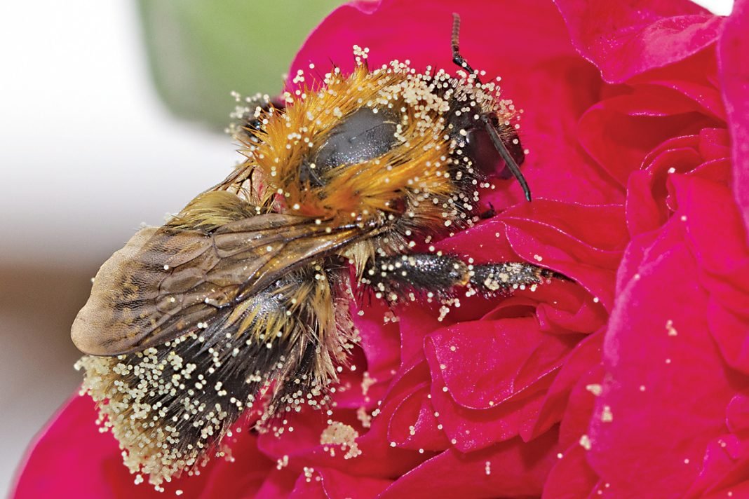 Extinção de insetos deve levar a 