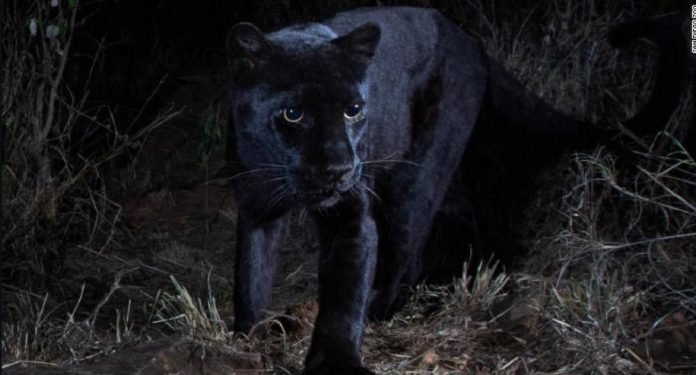 LeopardoNegro
