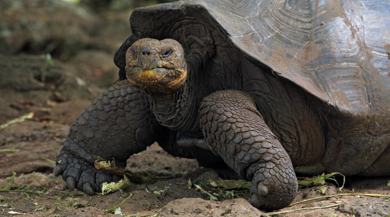 Encontrada tartaruga de Galápagos que acreditava-se extinta - Planeta