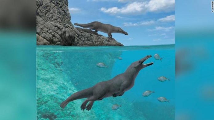 BaleiaAntiga-FossilPeru