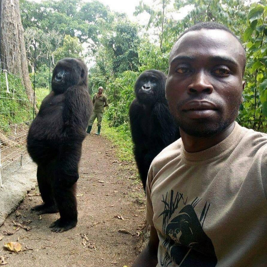 Gorilas posam para selfie em parque no Congo / Foto: Viruna National Park