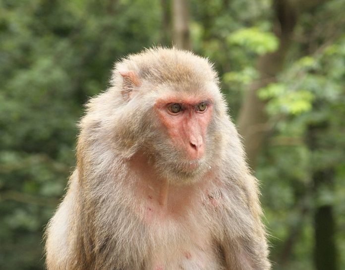 Macaco Rhesus / Einar Fredriksen - https://www.flickr.com/photos/wild_speedy/4185543087/
