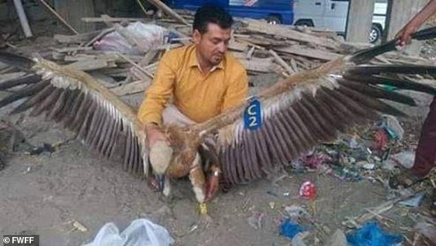 Nelson O abutre Nelson foi capturado por militantes do Iêmen que acharam que ele era um espiã para os inimigos / Foto: Fund for Wild Flora and Fauna