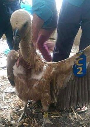 O abutre Nelson foi capturado por militantes do Iêmen que acharam que ele era um espiã para os inimigos / Foto: Fund for Wild Flora and Fauna