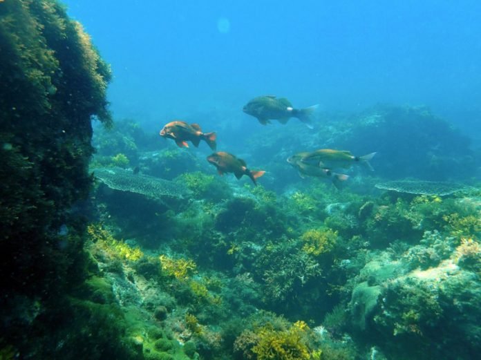 Oceanos Acidificação dos oceanos pode impactar vida de milhões de pessoas que dependem dos recursos marinhos / Foto: Ben Harvey