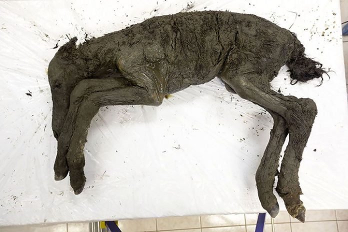 Potro Potro de 42 mil anos de idade é encontrado no permafrost russo / Foto: Universidade Federal do Nordeste de Yakutsk