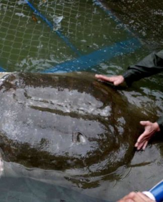 Tartaruga gigante de casco mole de Yangtze morre em zoológico na China / Foto: Agência de Proteção Ambiental dos Estados Unidos