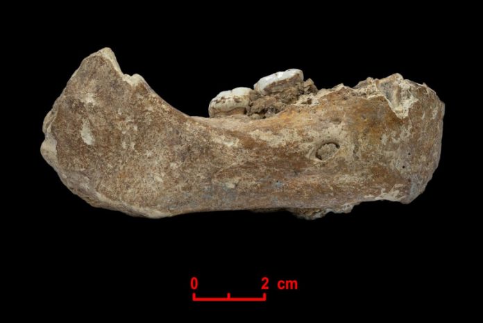 Mandíbula de 160 mil anos indica denisovanos foram os primeiros hominídeos a habitar o Tibet / Foto: Dongju Zhangh - Universidade de Lanzhou
