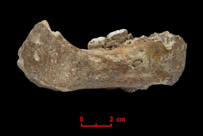 Mandibula Mandíbula de 160 mil anos indica denisovanos foram os primeiros hominídeos a habitar o Tibet / Foto: Dongju Zhangh - Universidade de Lanzhou
