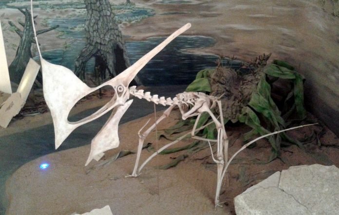 pterossauro-ChapadaAraripe