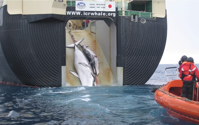 Baleia-pescacomercial-Japao