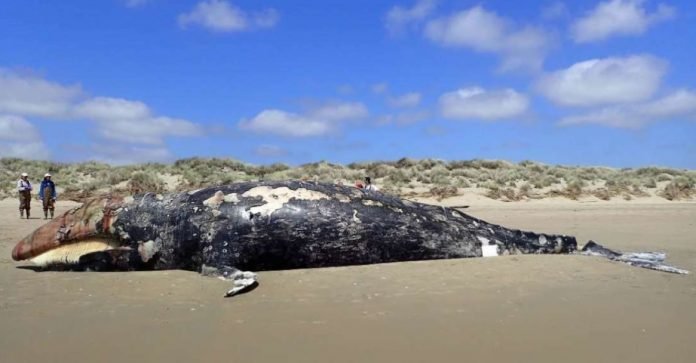 BaleiaCinzenta-EUA-NOAA