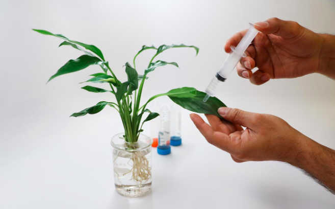 PlantaBionica