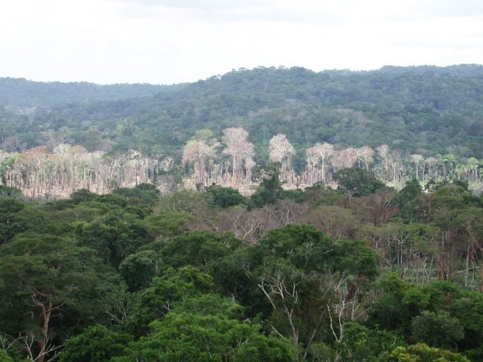 AmazoniaPosIncendio