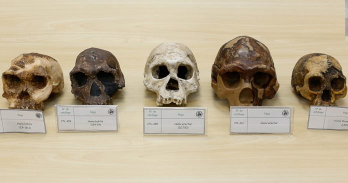cranios_hominideos crânios de hominideos