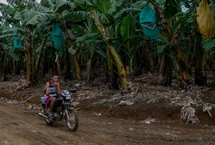 Filipinas ambientalistas assassinados