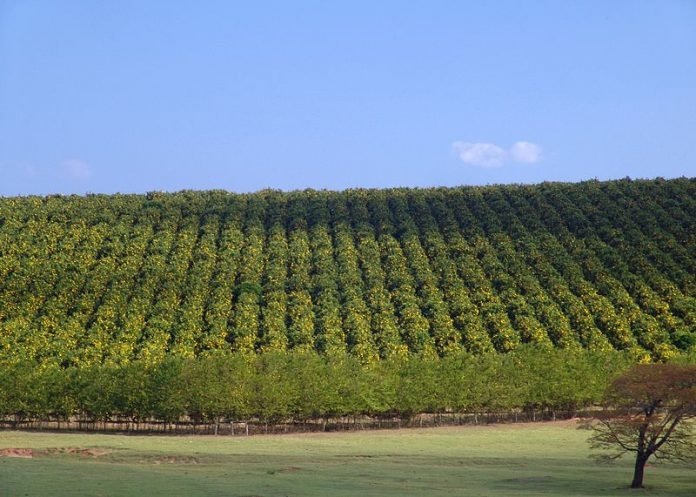Laranjal