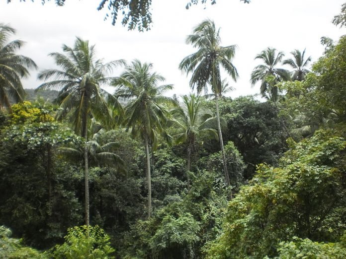 MataAtlantica