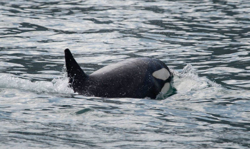 orca Ilhabela