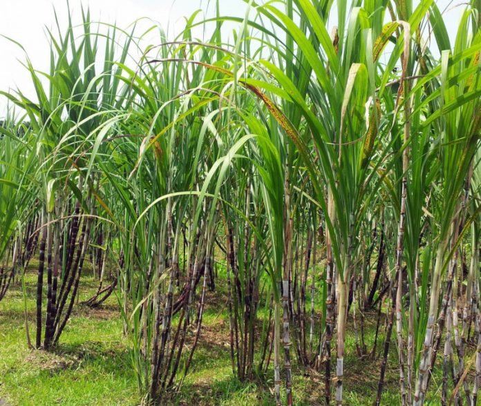 sugar_cane bactérias fertilizantes