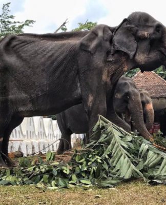 elefante Sri Lanka