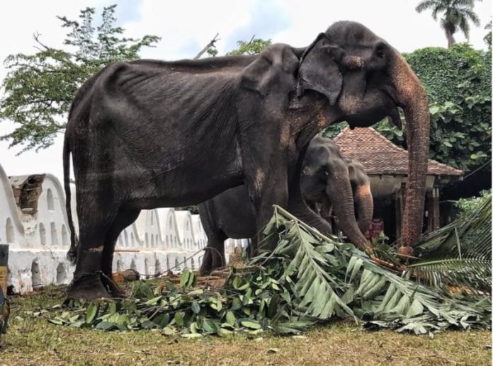 elefante elefante Sri Lanka