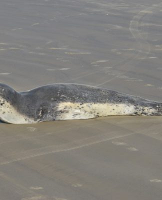 foca-leopardo rara