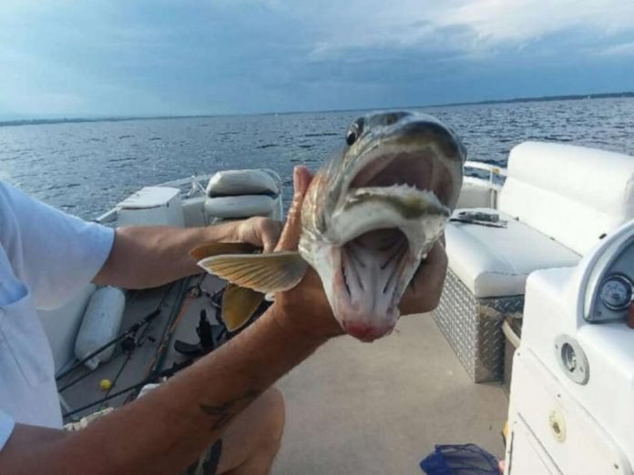 peixe