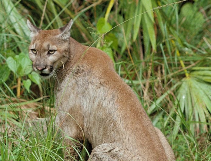 puma pantera Flórida