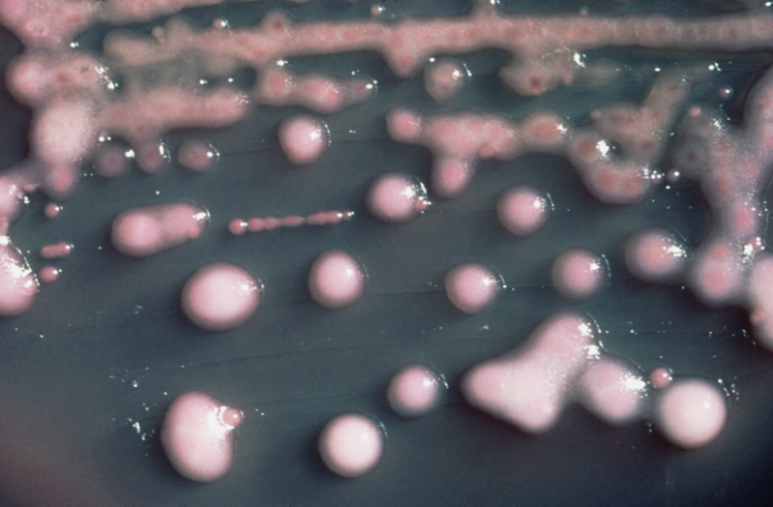 Superbacteria