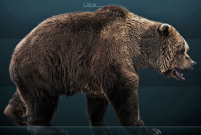 Urso