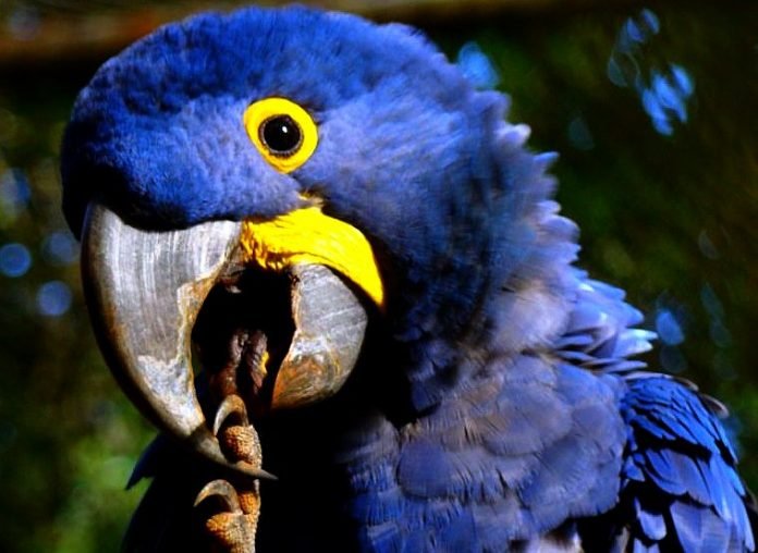 AraraAzul