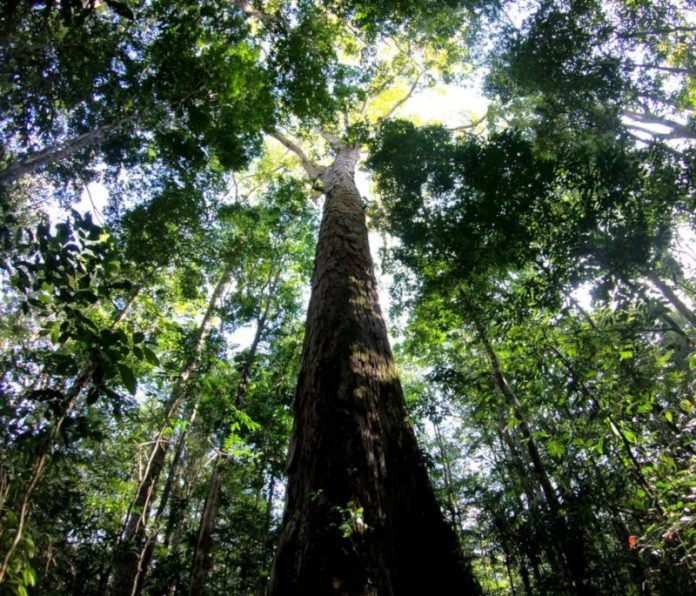 arvore_amazonia